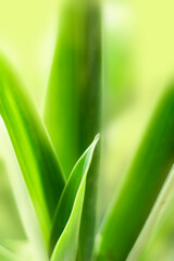 Fototapeta premium blurry leaves nature of summer green leaves natural green leaf plant used as wallpaper background
