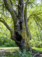 one tree grown in the park with moss covered tree trunk and two big holes in the middle section