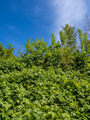 dense green foliage in the park under the blue sky on a sunny day