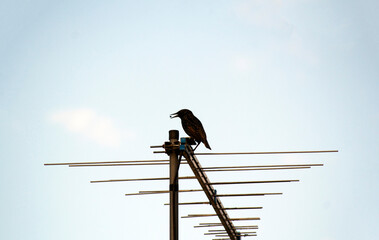 Australian Common Starling (Sturnus vulgaris)