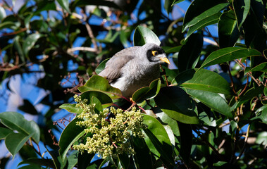 Australian Noisy Miner (Manorina melanocephala)