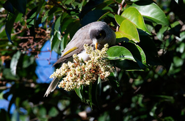 Australian Noisy Miner (Manorina melanocephala)