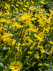 lots of yellow leopard's bane flowers blooming under the sun in the garden