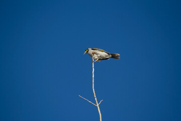 Australian Noisy Miner (Manorina melanocephala)