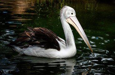 Australian Pelican (Pelecanus conspicillatus)