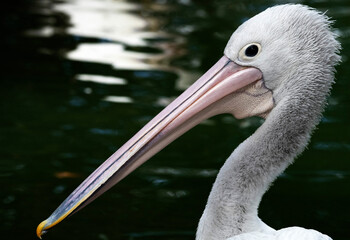 Australian Pelican (Pelecanus conspicillatus)