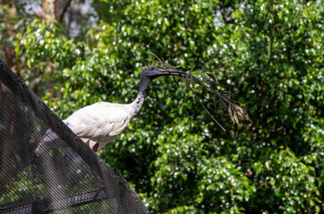 Australian White Ibis (Threskiornis molucca)