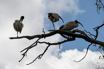 Australian White Ibis (Threskiornis molucca)