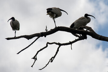 Australian White Ibis (Threskiornis molucca)