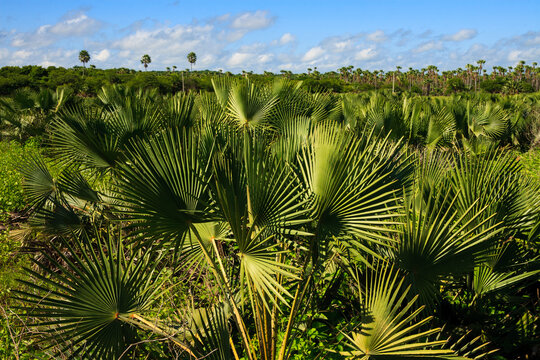 carnauba palmtrees forest in felipe guerra, rio grande do norte state, brazil