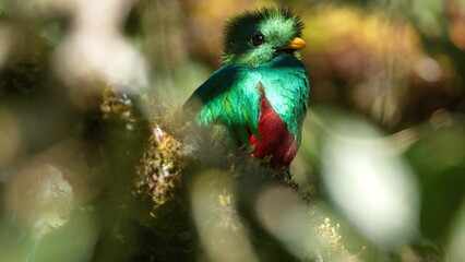 Resplendent quetzal (Pharomachrus mocinno) perched in a tree near the Paraiso Quetzal Lodge outside...