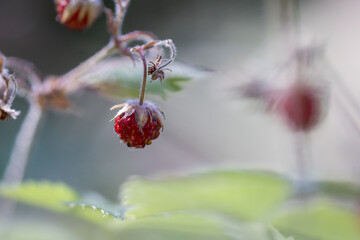Fresh baby strawberry