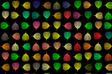 Beautiful colored vein Bodhi leaves polka on black background