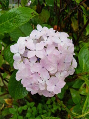 Fototapeta premium white flowers