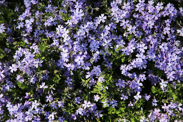 Obraz premium 無数に咲いた満開の紫色の芝桜