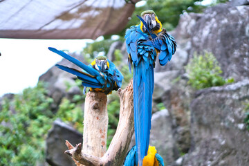 鮮明でカラフルなオウム