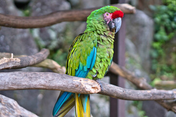 鮮明でカラフルなオウム