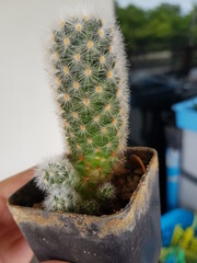 cactus in a pot