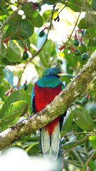 Resplendent quetzal (Pharomachrus mocinno) perched in a tree near the Paraiso Quetzal Lodge outside of San Jose, Costa Rica