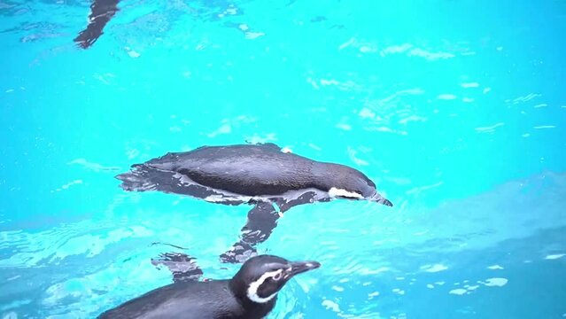 Japanese magellanic penguins swimming cutely