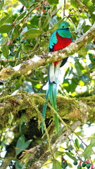 Resplendent quetzal (Pharomachrus mocinno) perched in a tree near the Paraiso Quetzal Lodge outside of San Jose, Costa Rica