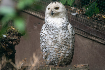 Schneeeule