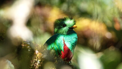 Resplendent quetzal (Pharomachrus mocinno) perched in a tree near the Paraiso Quetzal Lodge outside...