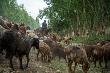 a herdsman on a horse to herd sheep.