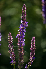 purple salvia flowers in sunlight
