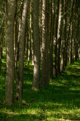 trees with shadow in forest 