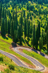 road in the forest on mountains