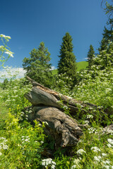 dry woods trunks surrounded by fresh green plants