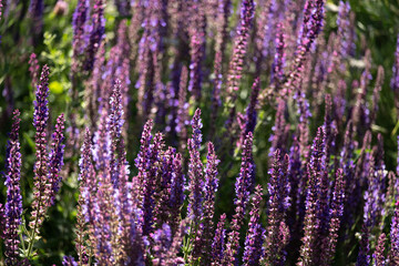 Obraz premium purple salvia flowers in sunlight