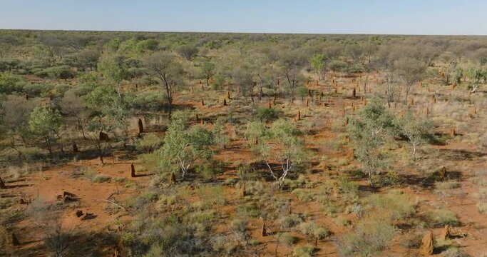 Australian desert landscape with anthills