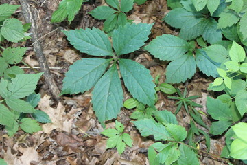 Obraz premium leaves on the ground