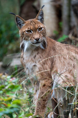 Luchs