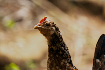 hen close up