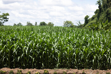 Corn fields in Noen Maprang District, Phitsanulok Province.