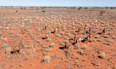 wild camels in the desert country of outback Queensland, Australia.