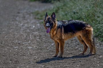 2022-07-19 A LARGE GERMAN SHEPARD STANDING ON A WOOD CHIP PATH AT A OFF LEASH DOG AREA NICE EYES...