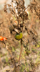Harvest overripe tomatoes on dry stems in autumn