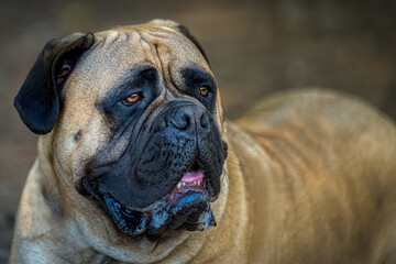 2022-07-19 LARGE BULLMASTIFF LYING ON THE GROUND WITH STUNNING EYES WITH A BLURRY BODY AND BACKGROUND AT A OFF LEASH ARA IN REDMOND WASHINGTON.