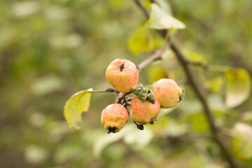 nature fruit apple wood green wild tree outdoor