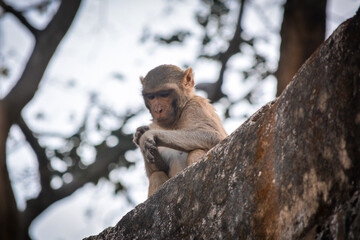 Rhesus macaque (Macaca mulatta) or Indian Monkey in forest