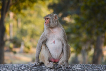 Rhesus macaque (Macaca mulatta) or Indian Monkey in forest
