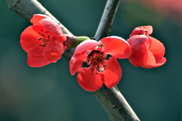 Chinese Flowing Crabapple