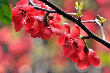Chinese Flowing Crabapple