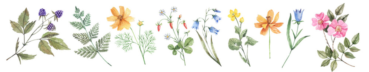 Collection of watercolor, field plants, flowers, herbs and berries hand-drawn in watercolor. Blackberries, ferns, cosmos, strawberries, ranunculuses, bluebells and rose hips set.  © Tonia Tkach