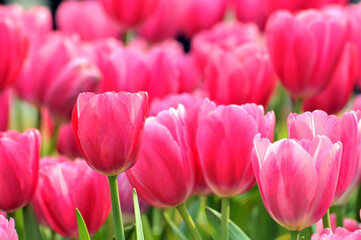 blossoming tulips in spring