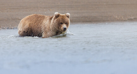 A brown bear cub wades across a stream of flowing water
